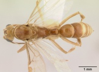 Pachycondyla melanaria casent0178898 dorsal 1.jpg