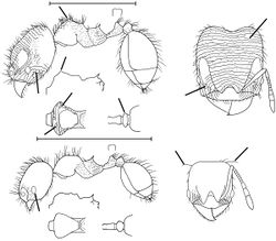 Pheidole dorsata Wilson 2003.jpg