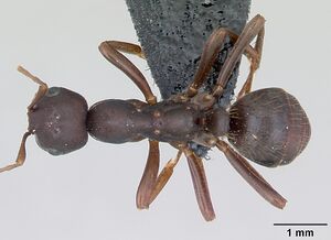 Polyergus nigerrimus casent0173329 dorsal 1.jpg