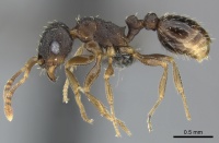 Tetramorium argenteopilosum casent0249012 p 1 high.jpg