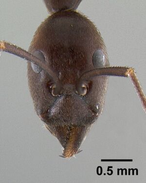 Leptomyrmex flavitarsus casent0127180 head 1.jpg