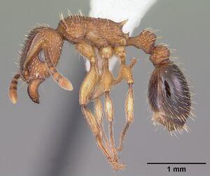 Tetramorium bicarinatum casent0102737 profile 1.jpg