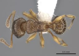 Tetramorium frigidum casent0100801 d 1 high.jpg