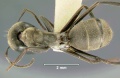 Camponotus-leonardiD2x.jpg