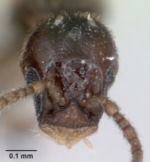 Paraprionopelta minima casent0172794 head 1.jpg