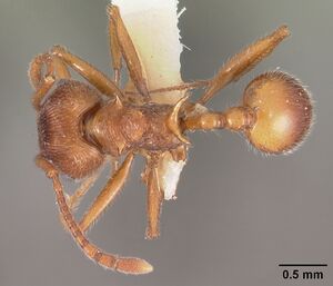 Pristomyrmex trispinosus casent0102285 dorsal 1.jpg