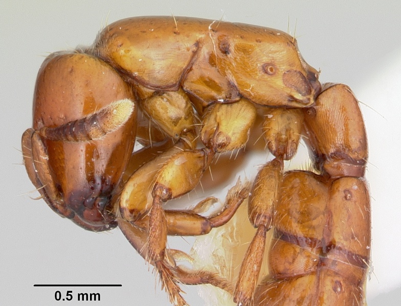 File:Acanthostichus arizonensis casent0103128 profile 1.jpg