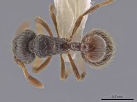 Adelomyrmex cristiani casent0633335 d 1 high.jpg