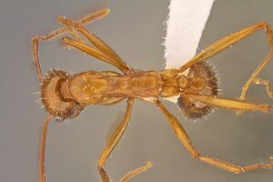 Aphaenogaster- boulderensis had2.jpg