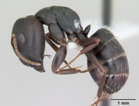 Camponotus fastigatus casent0173416 profile 1.jpg