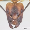 Head view