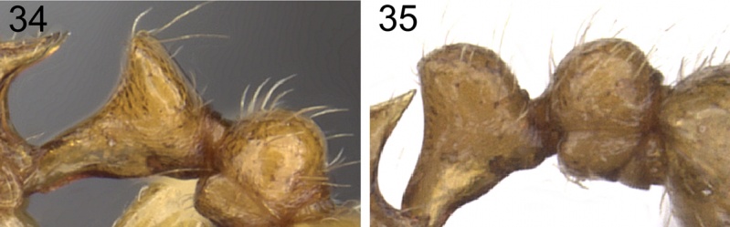 File:HG 2012 fig34 & 35.jpg