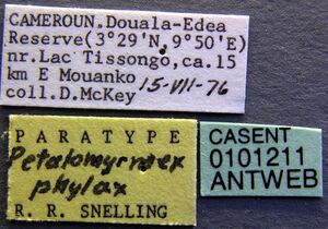 Petalomyrmex phylax casent0101211 label 1.jpg