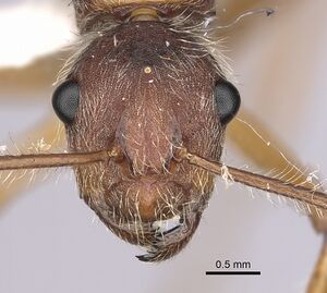 Camponotus nitidior inbiocri002281554 h 1 high.jpg