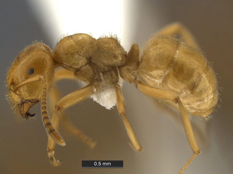 File:Lasius-murphyi-MCZ001L.jpg