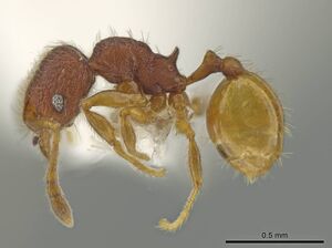 Pheidole xiloa CASENT0619379 p.jpg