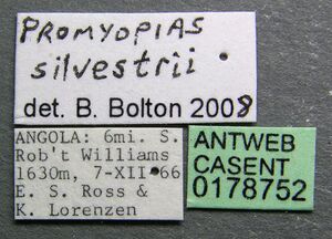 Promyopias silvestrii casent0178752 label 1.jpg