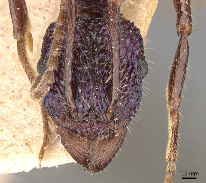 File:Rhytidoponera purpurea casent0907156 h 1 high.jpg