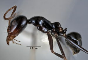 Iridomyrmex obsidianus side view