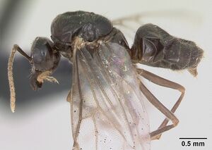 Lasius flavus casent0173150 profile 1.jpg