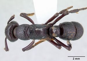 Psalidomyrmex procerus casent0178267 dorsal 1.jpg