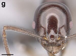 Temnothorax suditivus casent0868474 F168 g.jpg