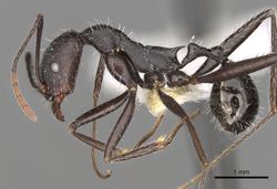 Aphaenogaster iberica casent0280966 p 1 high.jpg