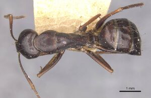 Camponotus alii casent0910108 d 1 high.jpg