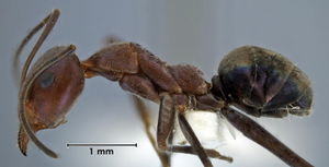 Iridomyrmex azureus side view