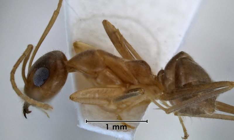 File:Iridomyrmex macrops ANIC32-031277 side 25-Antwiki.jpg