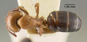 MCZ-ENT00021533 Camponotus sayi had.jpg