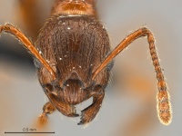 Myrmica-rubra-MCZ001H.jpg