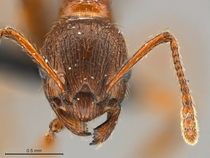 File:Myrmica-rubra-MCZ001H.jpg