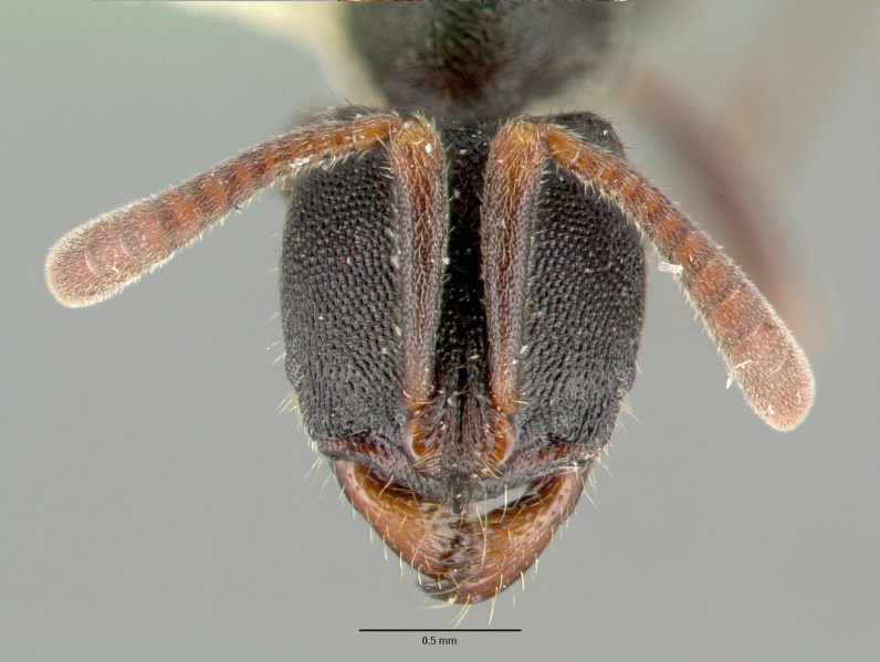 File:Pachycondyla simillima castype06964-05 head 1.jpg