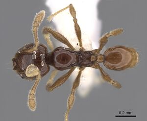 Pheidole laselvoides CASENT0646660 d.jpg