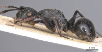 Polyrhachis derecyna casent0901821 p 1 high.jpg