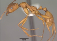 Aphaenogaster huachucana casent0102825 profile 1.jpg