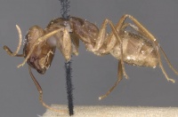 Camponotus fumidus casent0909992 p 1 high.jpg