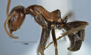 Iridomyrmex setoconus side view