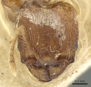 Pheidole sculptior casent0901614 h 1 high.jpg