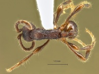 Aenictus-kutai-dorsal-am-lg.jpg