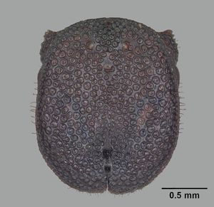 Cephalotes varians casent0103754 head 1.jpg