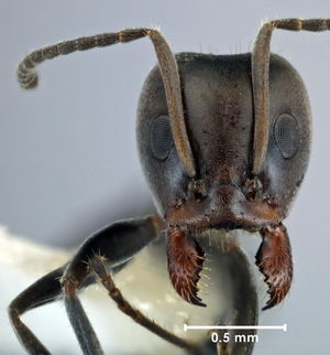 Iridomyrmex rufoniger head view