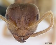 Lasius flavus casent0173167 head 1.jpg