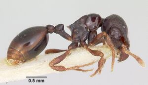 Phalacromyrmex fugax casent0103116 profile 2.jpg