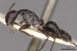 Camponotus reticulatus casent0910527 p 1 high.jpg