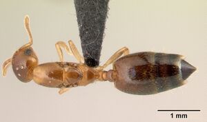 Crematogaster rasoherinae casent0136650 dorsal 1.jpg