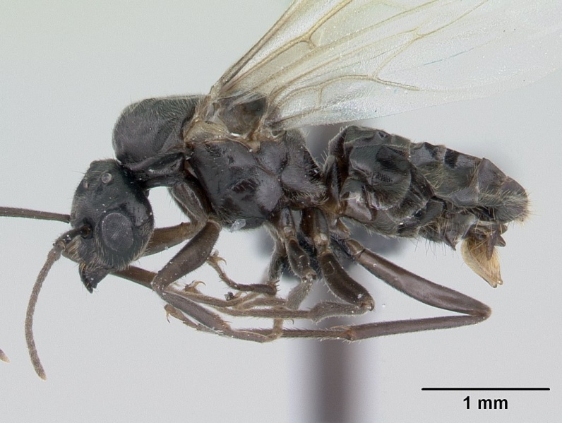 File:Lasius niger casent0178775 profile 1.jpg