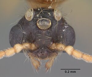 Pheidole obscurithorax casent0104418 head 1.jpg