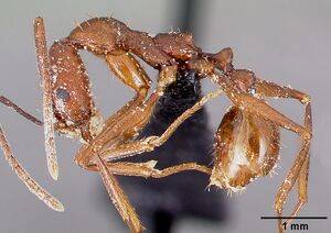 Aphaenogaster huachucana casent0000089 profile 1.jpg